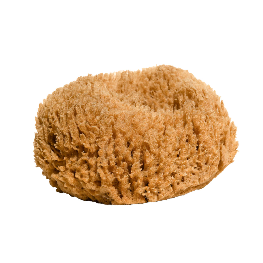 a large tan brown sustainably harvested sea sponge on a white background