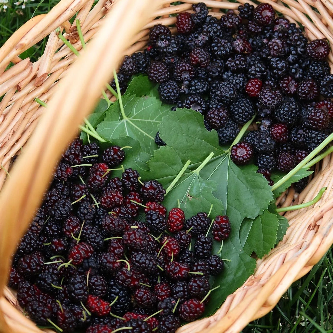Wild Berry Balm - Lip & Cheek