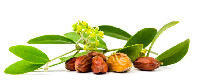 Bulk Jojoba Oil (Organic) / g